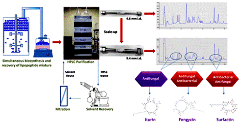 Image for Development and scale-up of an efficient and green process for HPLC purification of antimicrobial homologues of commercially important microbial lipopeptides