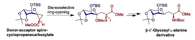 Image for Synthesis of β‐C‐Glycosyl Amino Acids by Ring Opening of Donor‐Acceptor Spiro‐cyclopropanecarboxylated Sugars