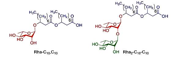 Image for Characterization and antifungal properties of rhamnolipids produced by mangrove sediment bacterium Pseudomonas aeruginosa strain KVD-HM52
