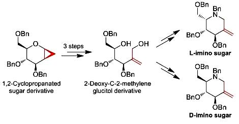 Image for Synthesis of C2-Methylene Glycitols from 1, 2-Cyclopropanated Sugars: En Route to Iminosugar Analogues