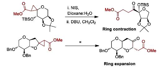 Image for Ring-contraction vs ring-expansion reactions of spiro-cyclopropanecarboxylated sugars