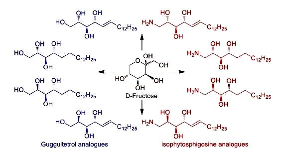 Image for Stereoselective synthesis of C18-guggultetrol and C18-phytosphingosine analogues from d-fructose