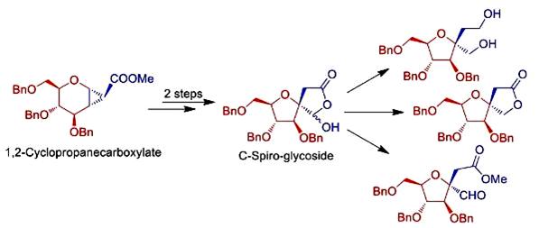 Image for Stereoselective synthesis of sugar fused β-disubstituted γ-butyro-lactones: C-spiro-glycosides from 1, 2-cyclopropanecarboxylated sugars