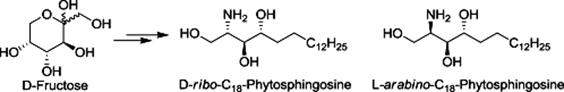 Image for An efficient synthesis of d-ribo-C18-phytosphingosine and l-arabino-C18-phytosphingosine from d-fructose