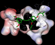Image for Design, synthesis, and biological evaluation of prenylated chalcones as 5-LOX inhibitors