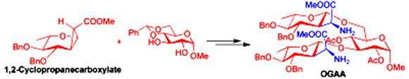 Image for Synthesis of 2‐C‐Branched Oligo (glyco–amino acid) s (OGAAs) by Ring Opening of 1, 2‐Cyclopropanecarboxylated Sugar Donors