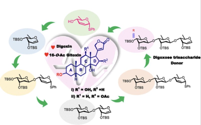 Image for A Short Route to the Synthesis of Digoxose Trisaccharide Glycal Donor via Mislow–Evans Rearrangement