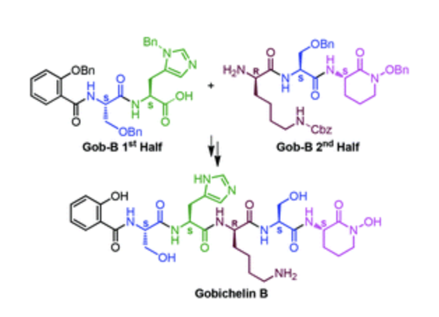 Image for The first total synthesis of gobichelin B: a mixed-ligand siderophore of Streptomyces sp. NRRL F-4415