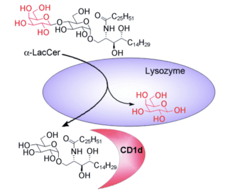 Image for α‐Lactosylceramide as a Novel “Sugar‐Capped” CD1d Ligand for Natural Killer T Cells: Biased Cytokine Profile and Therapeutic Activities