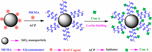 Image for Glycopolymer-grafted nanoparticles: synthesis using RAFT polymerization and binding study with lectin